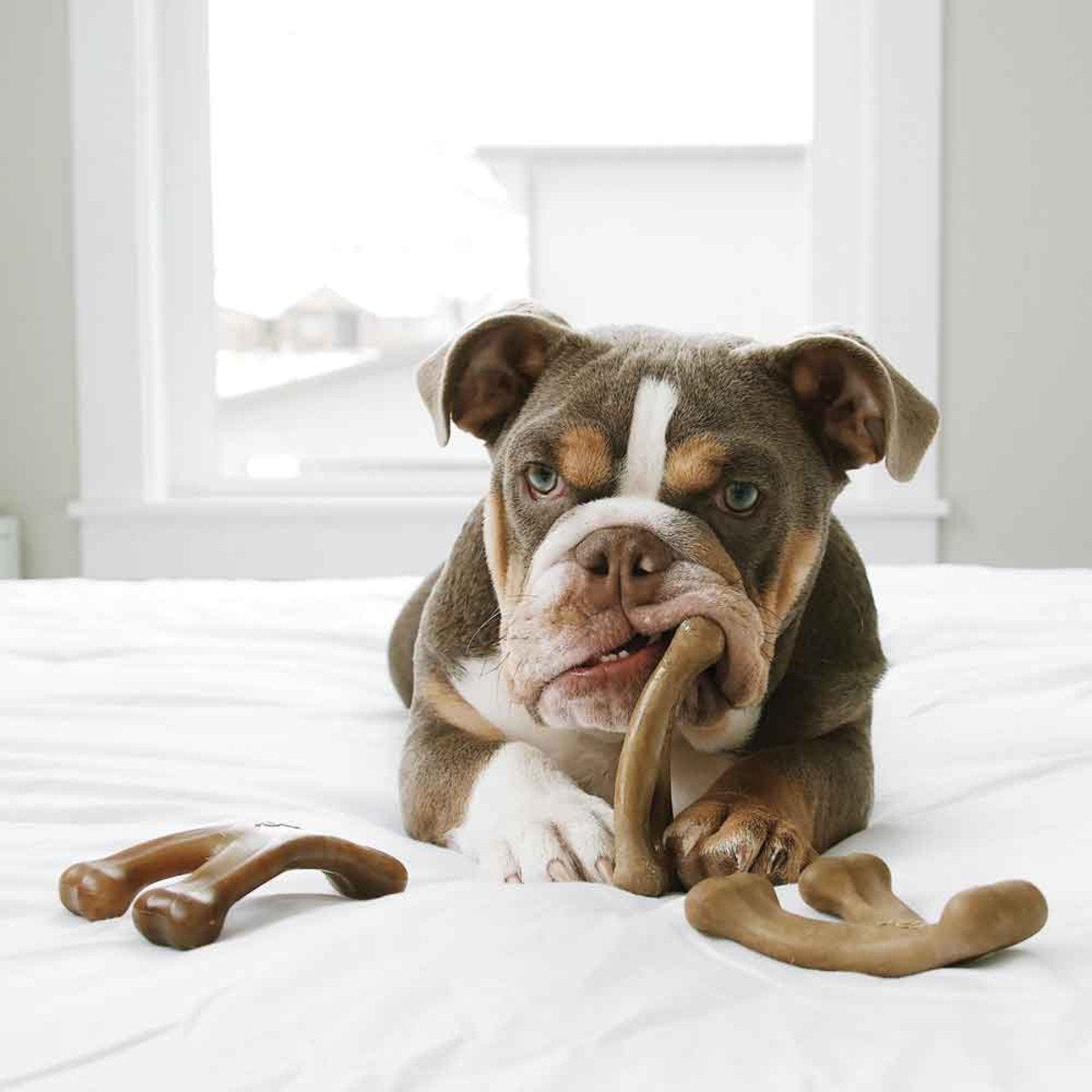 BENEBONE Puppy Pack (Dental Chew + Wishbone) Kauwspeelgoed - Nylon - XS - Set van 2 stuks