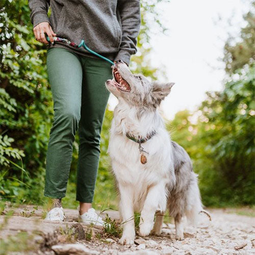 Tickless Ultrasoon Afweermiddel tegen Teken en Vlooien bij Honden - Standaard Versie - Verkrijgbaar in verschillende varianten