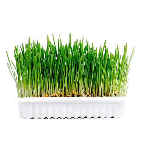 Karlie - Knaagdier Gras Vital  - Biologisch - Kweekset