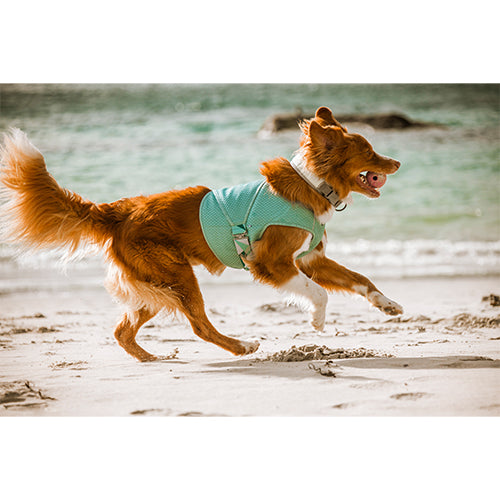 Hurtta Cooling Wrap - koelharnas + Turquoise