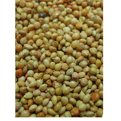 Panis geel Gierst in zak 1 - 20 kg