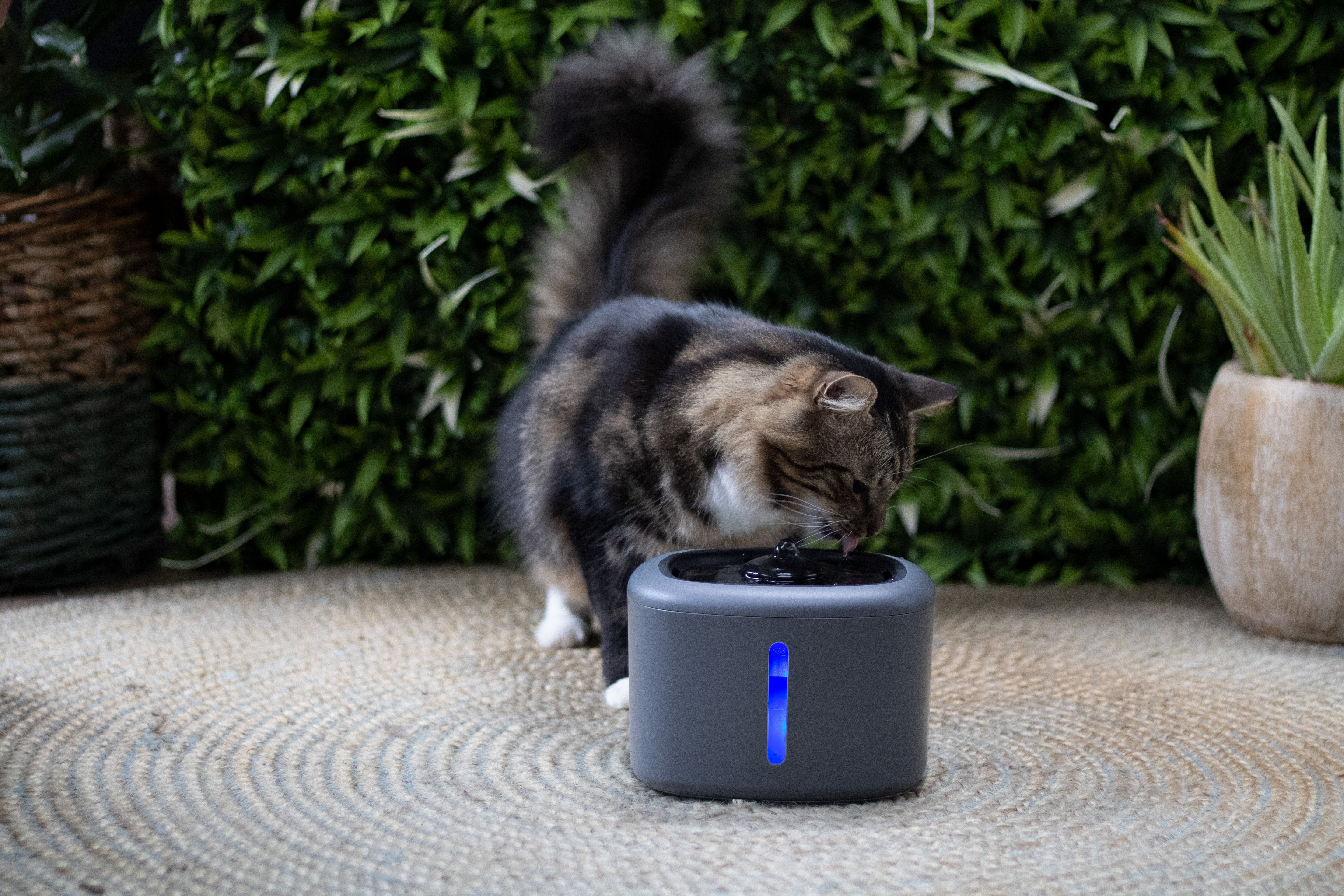 Boon drinkfontein aquabella voor kat of hond