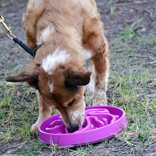 Outward Hound Fun Feeder – Slow Feeder – Anti-Gobble-Futternapf – Lila – Mini – Ø20 cm