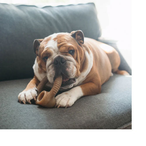 Benebone The Ring kauwspeelgoed Spek - Bacon  in S - M - L