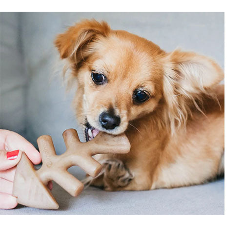 Benebone - Fischgräte - Nagspielzeug für kleine bis große Hunde - 4 Größen