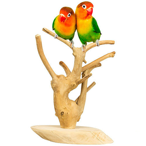 Back Zoo Nature Java speel stand