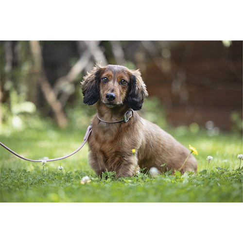 Beeztees Balacron Ax Kunstleren Hondenriem - Roze - 100 cm x 15 mm