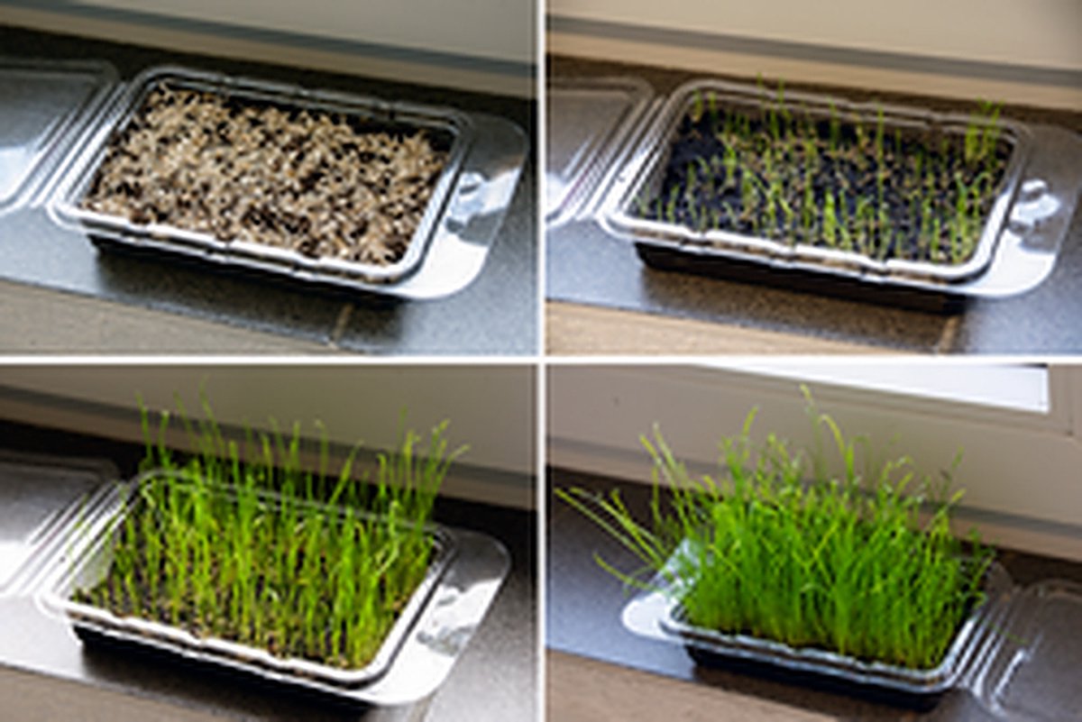 Karlie - Knaagdier Gras Vital  - Biologisch - Kweekset